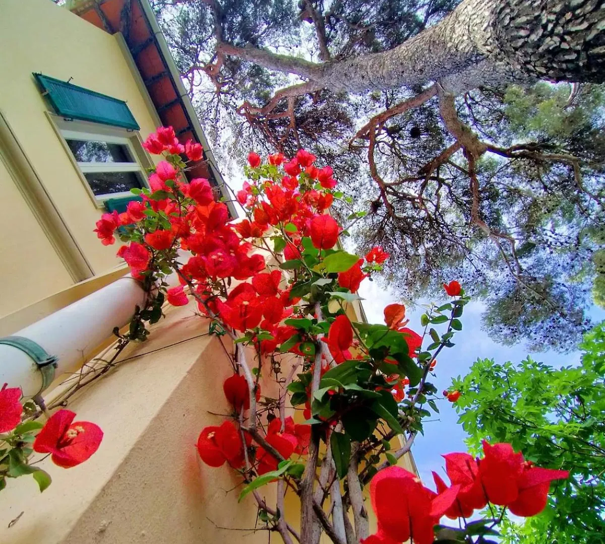 La Casa Bianca Di Fronte Al Mare Apartment Castiglioncello
